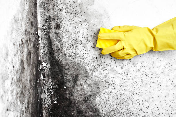 Best HVAC Mold Remediation in Geneva, FL
